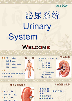 泌尿系统解剖学课件06简单版