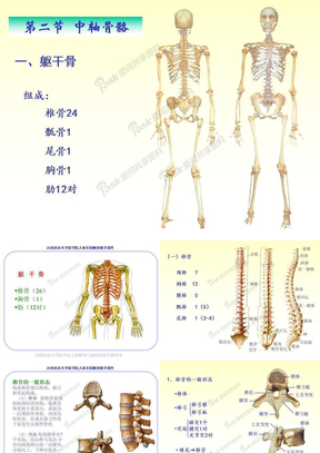 02躯干骨