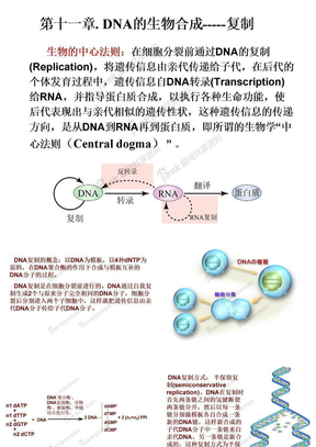 DNA生物合成-12