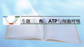 酶ATP与细胞代谢