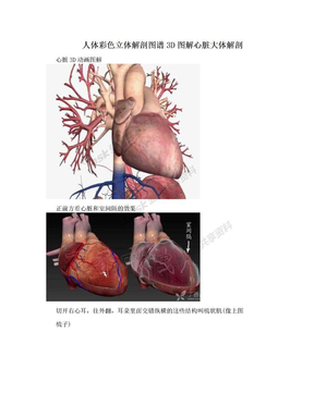 人体彩色立体解剖图谱3D图解心脏大体解剖