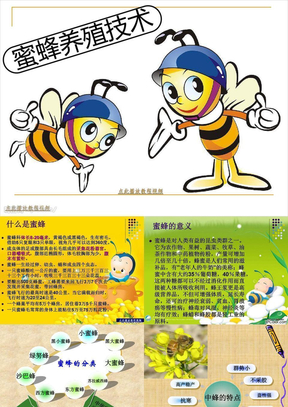 蜜蜂养殖技术 精品教程PPT