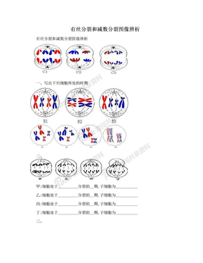 有丝分裂和减数分裂图像辨析