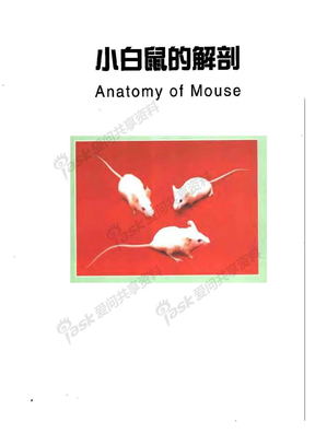 小鼠解剖图