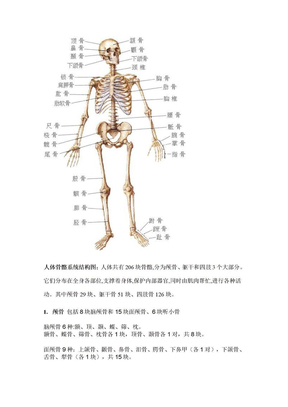 人体骨骼结构图谱