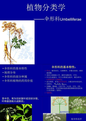 植物分类学 Microsoft PowerPoint