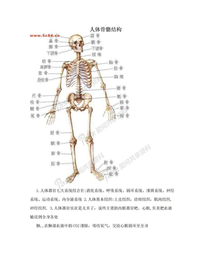 人体骨骼结构