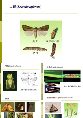3 农业害虫防治学-水稻害虫2