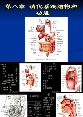 人体解剖生理学第8章 消化系统的结构与功能