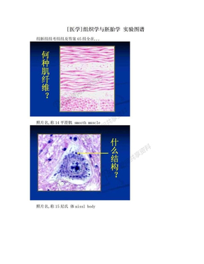 [医学]组织学与胚胎学 实验图谱