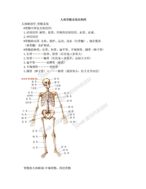 人体骨骼系统结构图[1]