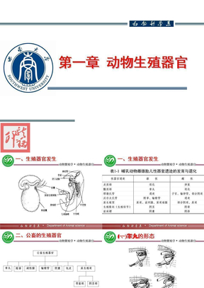 2、第一章 动物生殖器官