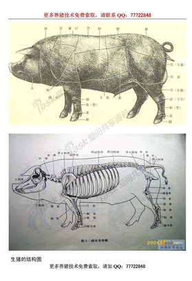 生猪结构图-帮助你清晰认识猪的身体结构