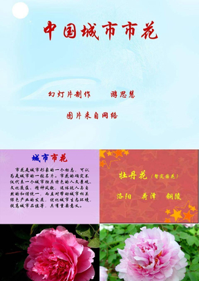 中国城市市花【wq发】