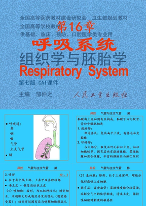 16呼吸系统