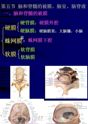 解剖-脑脊膜和血管