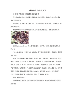 番茄病虫害防治图谱