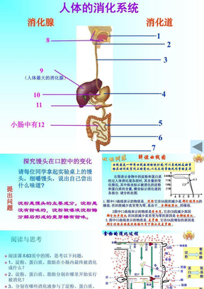 人体的消化系统