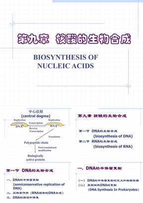 核酸的生物合成