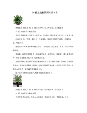 50种盆栽植物图片及名称