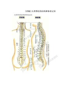 [讲稿]人类脊柱的结构和体表定位