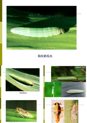3 农业害虫防治学-水稻害虫3