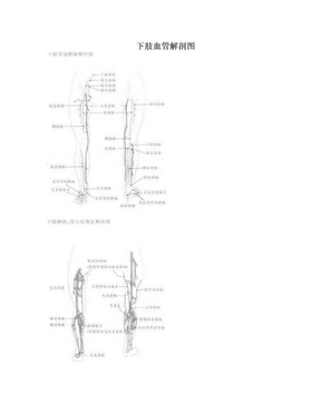 下肢血管解剖图