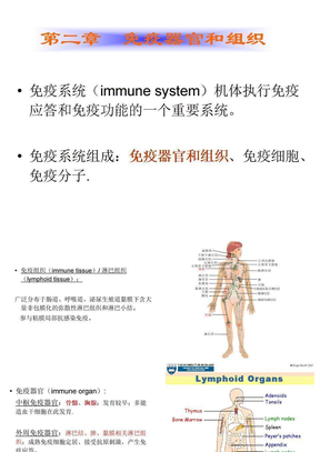 02免疫器官和组织