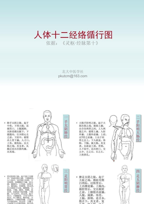 十二经络图