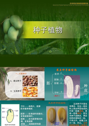 种子植物(第一课时)