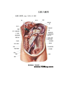 五脏六腑图
