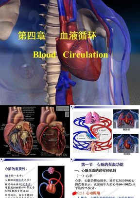 5、循环系统