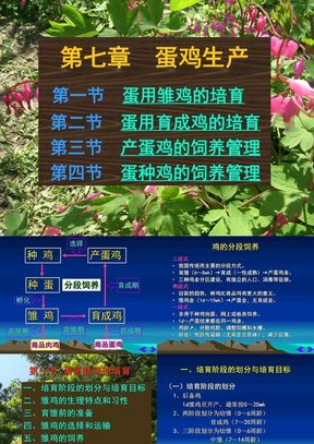 [家禽学课件]-蛋鸡生产