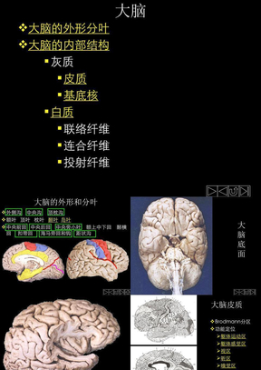 大脑的内部结构