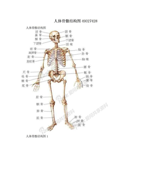 人体骨骼结构图49327428