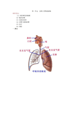 内科呼吸系统：急性上呼吸道感染