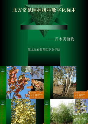 乔木类植物标本