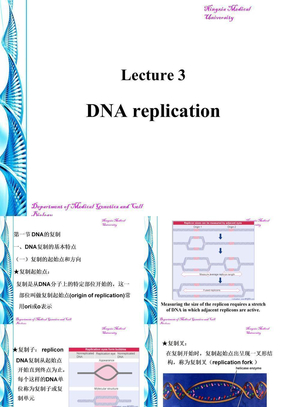 第三讲       DNA复制与损伤与修复