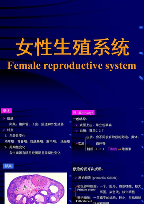 女性生殖系统