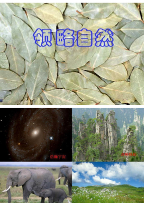 《敬畏自然》ppt课件03