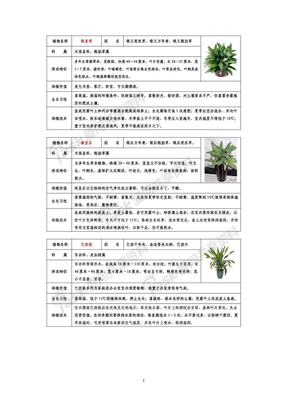 常见室内盆栽绿化植物介绍