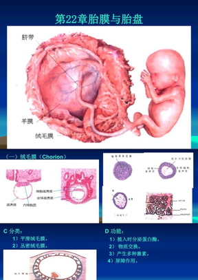 胚胎学3