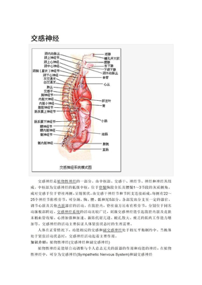 交感神经