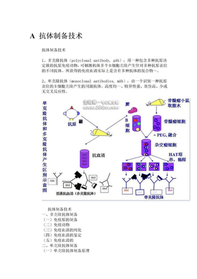 单克隆抗体的制备