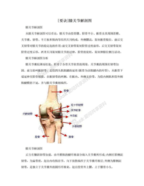 [要诀]膝关节解剖图