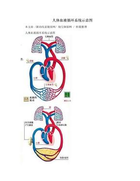 人体血液循环系统示意图