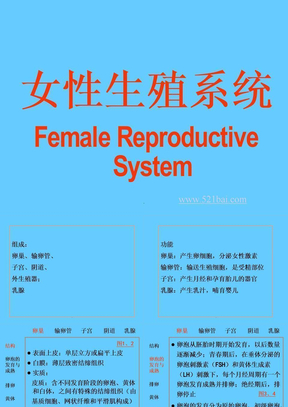 女性生殖系统解剖生理ppt课件