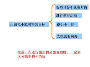 实验二、酵母菌形态结构观察-微生物大小测定及微生物