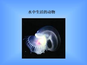 八年级生物水中生活的动物