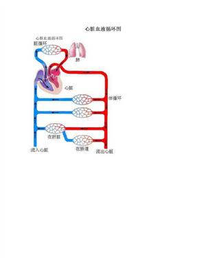 心脏血液循环图